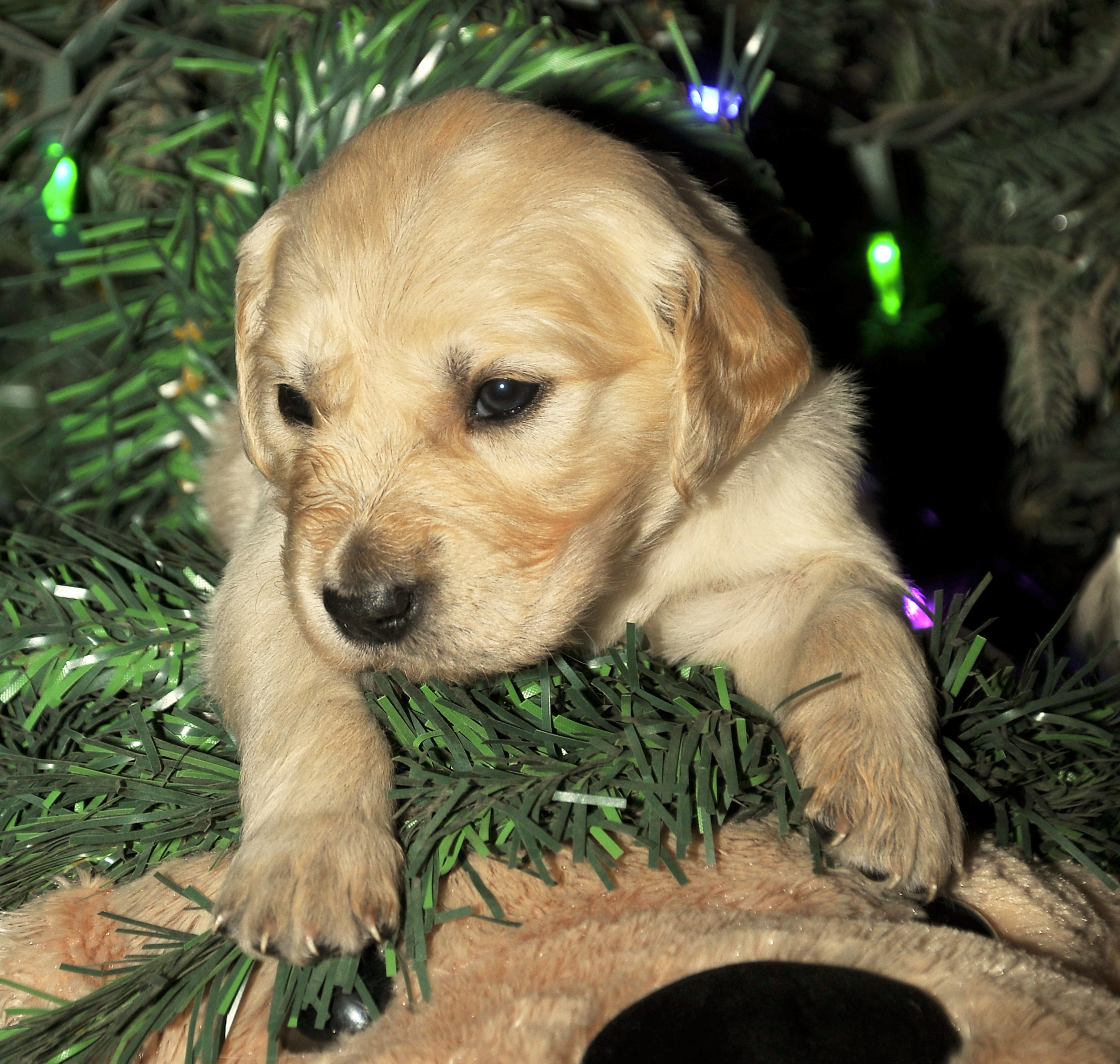 Fourth photo of Luna, a cute Golden Retriever puppy.